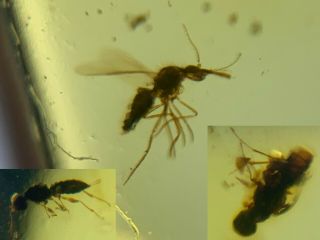 Uncommon Fly&2 Wasp Bee Burmite Myanmar Burmese Amber Insect Fossil Dinosaur Age
