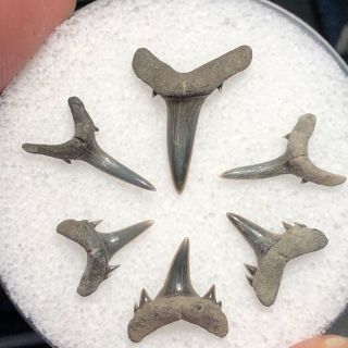 11 Mc) 6 Eocene Fossil Shark Teeth From Muddy Creek,  Virginia.  Nanjemoy Fm