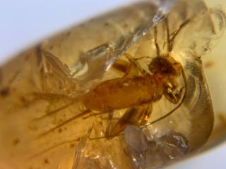 Unique Long Tails Cricket Burmite Myanmar Burma Amber Insect Fossil Dinosaur Age