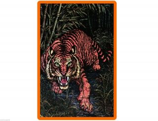 Black Light Jungle Tiger Cat 70 