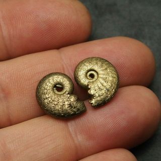2x Ammonite 17mm Pyrite Mineral Fossil Fossilien Ammoniten France