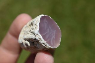 Pink Petrified Wood Limb Stick Branch Agate Both Sides Polished Unique Nevada 2