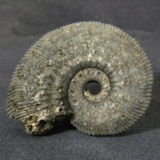 2in (5.  2cm) 36g Pyritized Ammonite Kosmoceras Phaeinum Jurassic Callovian Russia