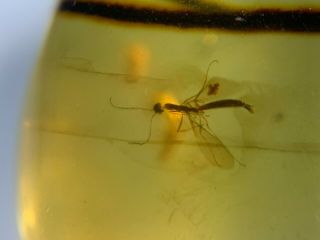 Rare Pelecinidae&branch&mosquito Burmite Myanmar Amber Insect Fossil Dinosaur Ag