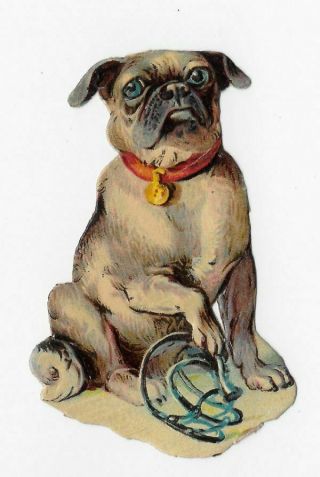 Antique Victorian Perfect Pug Dog Blue Eyes Die Cut Scrap Oblaten,  2 - 3/4 " 7cm