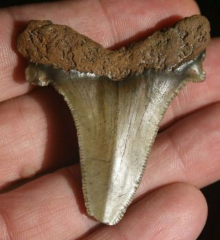 Fossil Auriculatus Shark Tooth 2 1/4 " Flint River Georgia Fossilized