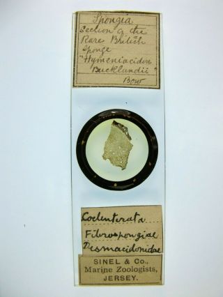 Antique Microscope Slide By Sinel.  Rare British Sponge.  Hymeniacidon Bucklandii.
