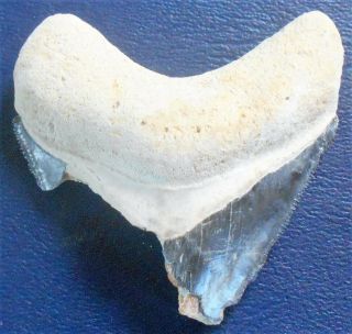 Old Fossil Megalodon Extinct Great White Shark Tooth Fragment Big 2 X 2 Inch Wb7