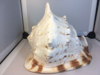 Large Horned Queen Helmet Conch Sea Shell White Brown