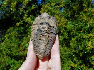 Extinct Fossil Trilobite / Morocco
