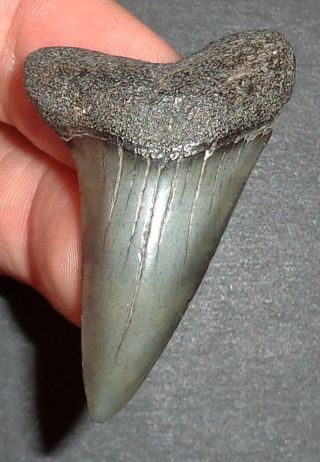 Big 1.  905 " Mako Shark Tooth Fossil From South Carolina W/free Shark Tooth Guide
