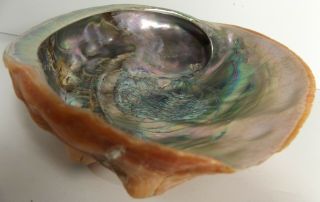 Vintage 7 - 3/4” X 6 - 1/4”x 2 - 1/4” California Natural Polished Red Abalone Shell