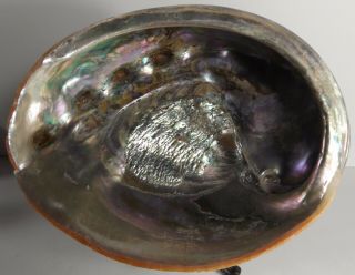 Vintage 7 - 3/4” x 6 - 1/4”x 2 - 1/4” California Natural Polished Red Abalone Shell 2