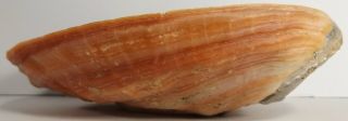 Vintage 7 - 3/4” x 6 - 1/4”x 2 - 1/4” California Natural Polished Red Abalone Shell 4