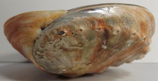 Vintage 7 - 3/4” x 6 - 1/4”x 2 - 1/4” California Natural Polished Red Abalone Shell 5