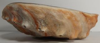 Vintage 7 - 3/4” x 6 - 1/4”x 2 - 1/4” California Natural Polished Red Abalone Shell 6