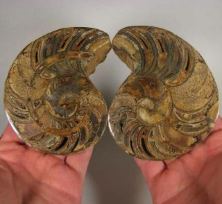 4.  6 " Split Nautilus Polished Fossil Shell Pair - Madagascar - 1.  4 Lbs.