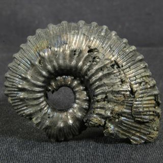 1.  9in (4.  7cm) 30g Pyritized Ammonite Kosmoceras Jurassic Callovian Fossil Russia