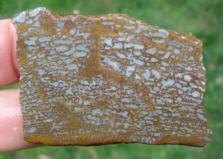 Utah Agatized Dinosaur Gem Bone Specimen Slab.  85 oz db151 2
