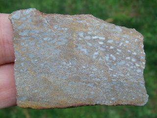 Utah Agatized Dinosaur Gem Bone Specimen Slab.  85 oz db151 4