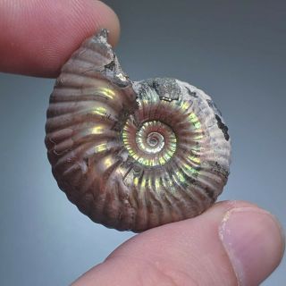 3,  6 Cm (1,  4 In) Ammonite Shell Eboraciceras Jurassic Pyrite Russia Fossil