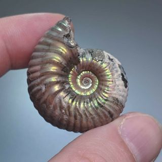 3,  6 cm (1,  4 in) Ammonite shell Eboraciceras jurassic pyrite Russia fossil 3
