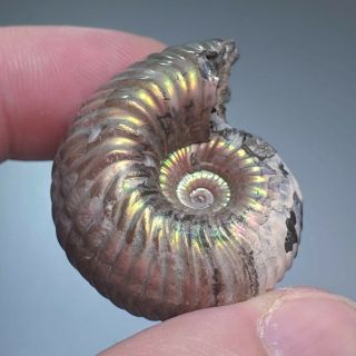 3,  6 cm (1,  4 in) Ammonite shell Eboraciceras jurassic pyrite Russia fossil 5
