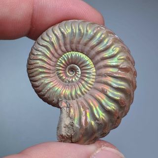 3,  6 Cm (1,  4 In) Natural Ammonite Vertumniceras Jurassic Pyrite Russia Ammonit