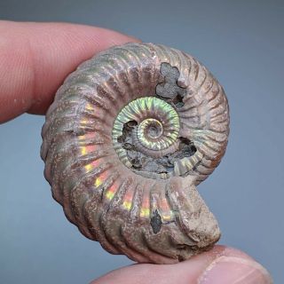 3,  6 cm (1,  4 in) Natural Ammonite Vertumniceras jurassic pyrite Russia ammonit 2