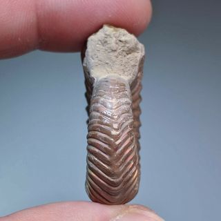 3,  6 cm (1,  4 in) Natural Ammonite Vertumniceras jurassic pyrite Russia ammonit 3
