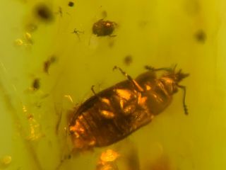 2 Unique Beetles&2 Flies Burmite Myanmar Burma Amber Insect Fossil Dinosaur Age