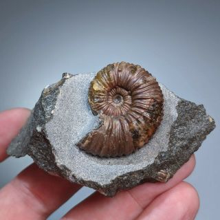 3,  3 Cm (1,  3 In) Ammonite Nodosohoplites Cretaceous Russia Russian Ammonit