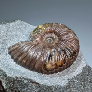 3,  3 cm (1,  3 in) Ammonite Nodosohoplites cretaceous Russia russian ammonit 2