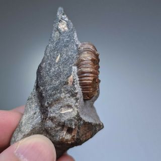 3,  3 cm (1,  3 in) Ammonite Nodosohoplites cretaceous Russia russian ammonit 3