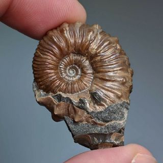 3 Cm (1,  2 In) Ammonite Nodosohoplites Shell Cretaceous Russia Russian Ammonit