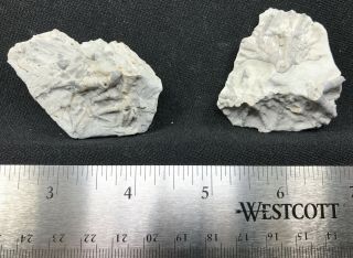 2 Partial Crinoid Holdfast Root Fossil Eucalyptocrinus Silurian Waldron Indiana