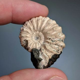 3,  4 Cm (1,  4 In) Ammonite Nodosohoplites Shell Cretaceous Russia Russian Ammonit