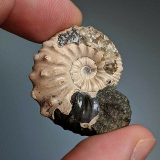 3,  4 cm (1,  4 in) Ammonite Nodosohoplites shell cretaceous Russia russian ammonit 2