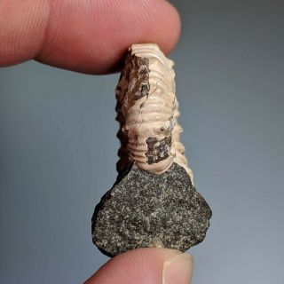 3,  4 cm (1,  4 in) Ammonite Nodosohoplites shell cretaceous Russia russian ammonit 3