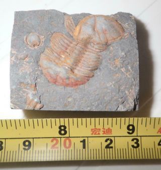 Fossil Brownish Trilobite Ductina Vietnamica 30x19 Mm 60.  2 Gram