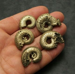 5x Quenstedtoceras 24 - 35mm Pyrite Ammonite Fossils Callovian Fossilien Russia