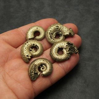 5x Quenstedtoceras 24 - 35mm Pyrite Ammonite Fossils Callovian Fossilien Russia 2