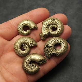 5x Quenstedtoceras 24 - 35mm Pyrite Ammonite Fossils Callovian Fossilien Russia 3