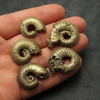 5x Quenstedtoceras 24 - 35mm Pyrite Ammonite Fossils Callovian Fossilien Russia 4