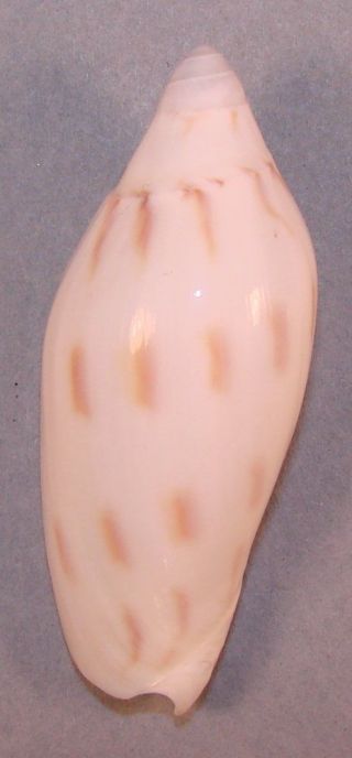 Voluta Maculata Caroli 61mm Rare White Form Keppel Bay,  Qld. ,  Australia