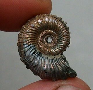 24mm Kosmoceras Pyrite Ammonite Fossils Callovian Fossilien Russia Pendant