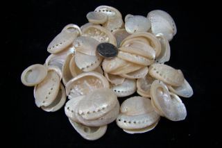 100 Pearl Abalone Shells 1 1/2 " To 2 " Haliotis Asinina Donkey 