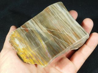 A Polished Petrified Wood Fossil From The Henry Mountains In Utah 447gr E