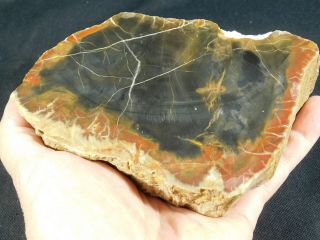 A Larger 225 Million Year Old Polished Petrified Wood Fossil From Utah 909gr E