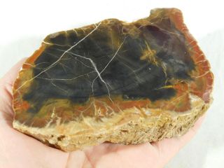 A Larger 225 Million Year Old Polished Petrified Wood Fossil From Utah 909gr e 2
